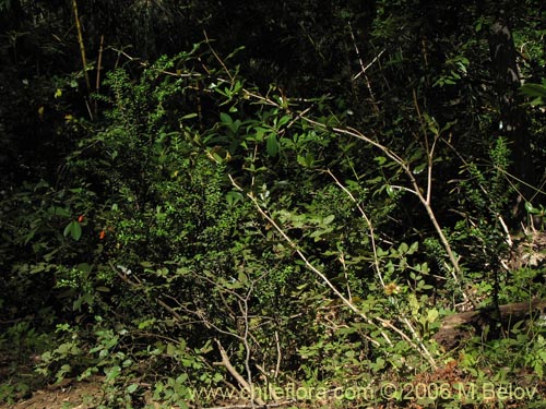 Image of Berberis serratodentata (Michay / Berberis / Calafate). Click to enlarge parts of image.